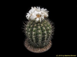 Gymnocalycium spec. n. 743 394